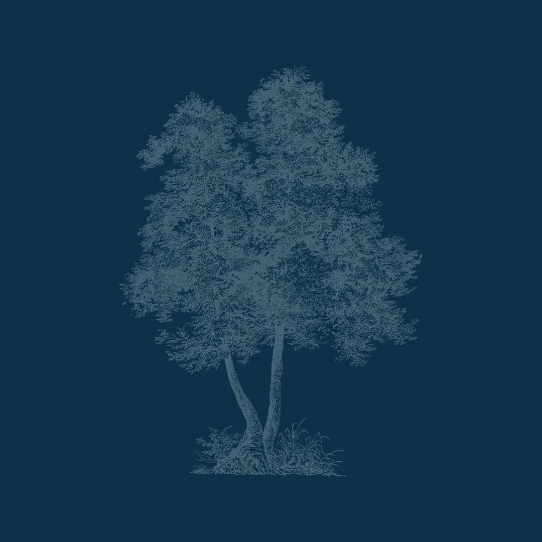 tree with a blue background